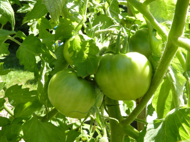 Зеленые помидоры при варикозе обладают всеми описанными свойствами и к тому же, укрепляют стенки сосудов и повышают их тонус