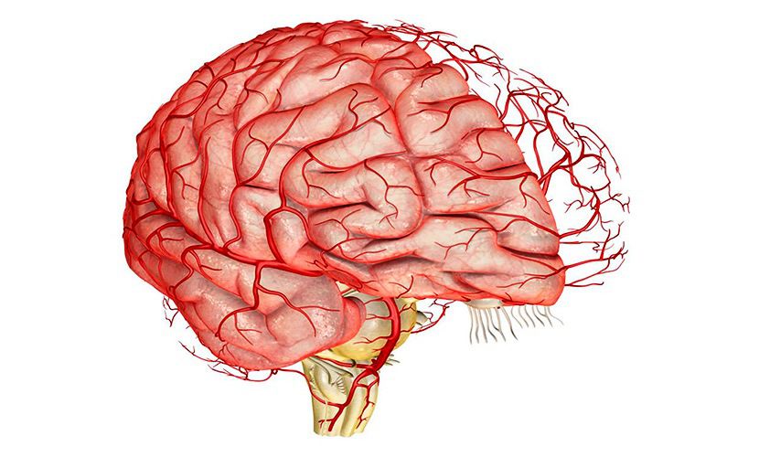 Дистония сосудов головного мозга